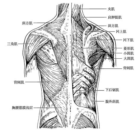 背意思|背